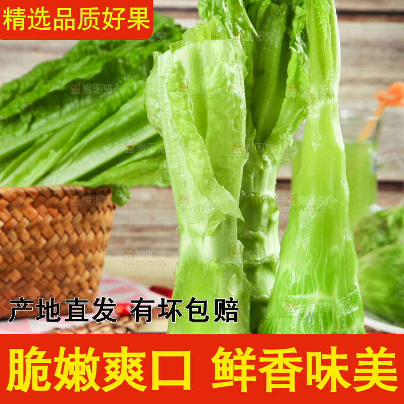 浅底上的莴笋