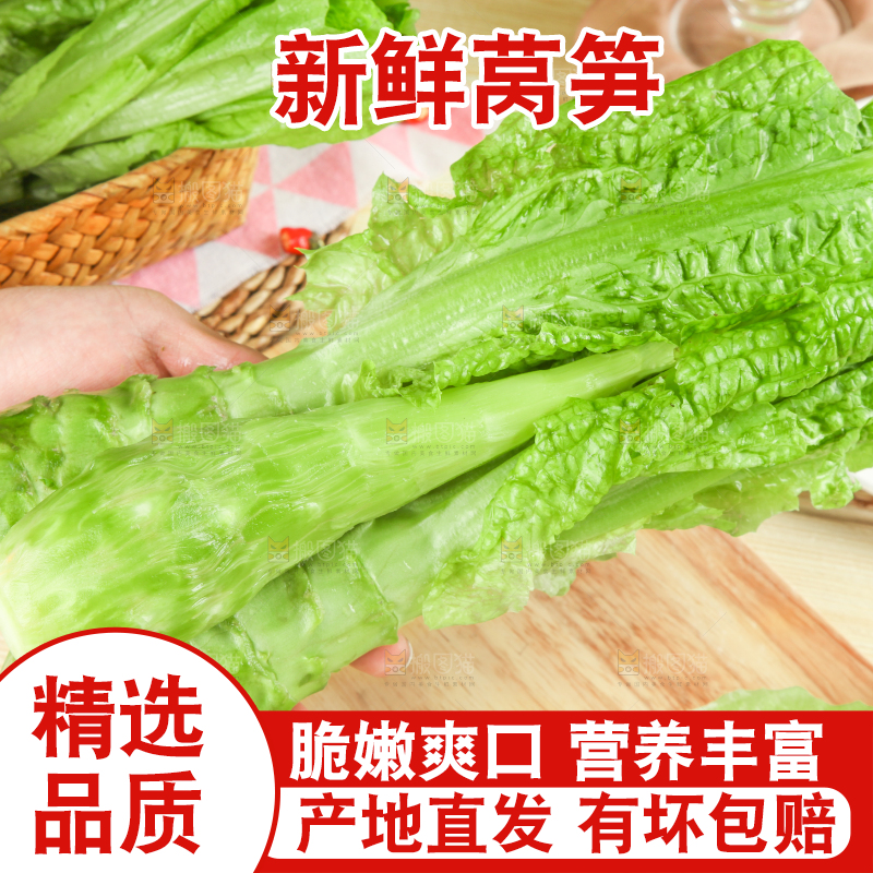 浅底上的莴笋