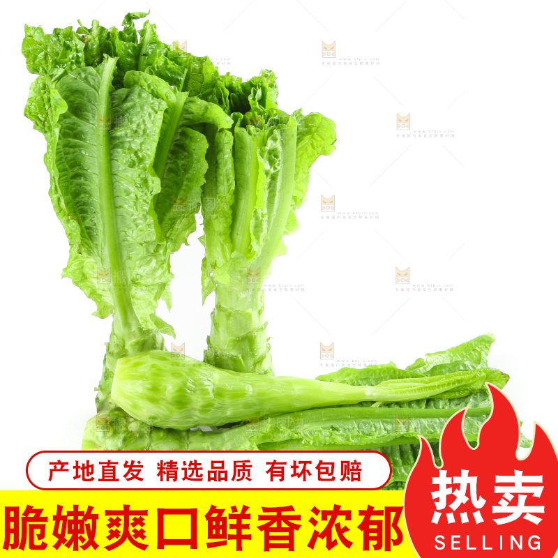 白底上的新鲜莴笋