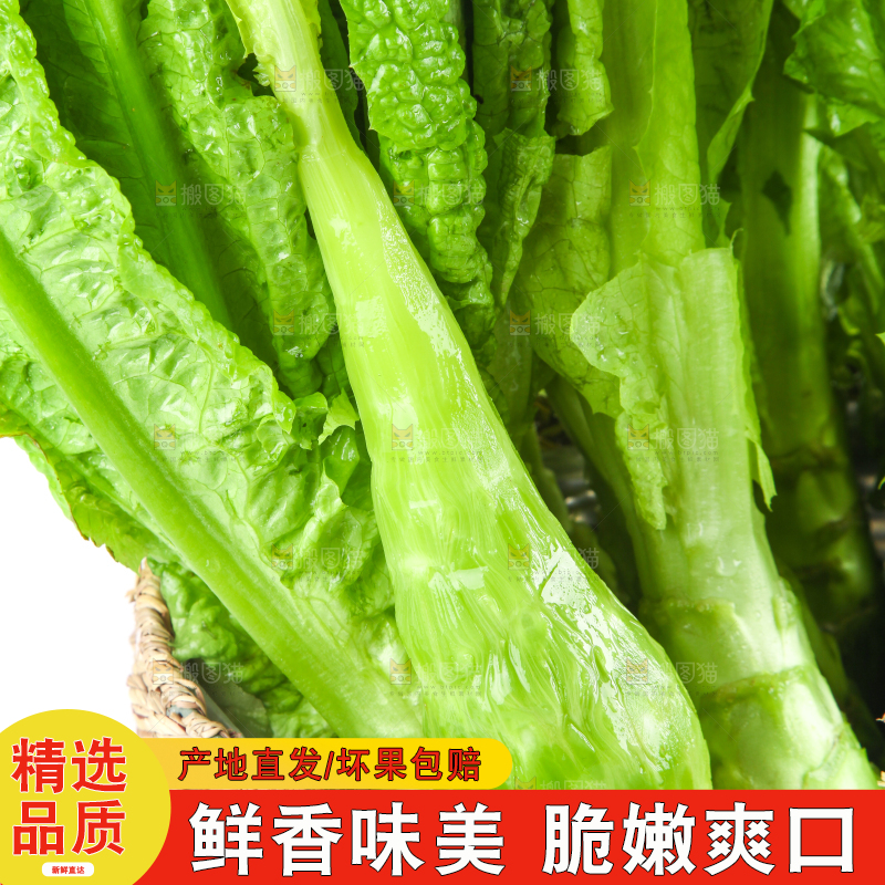 白底上的新鲜莴笋