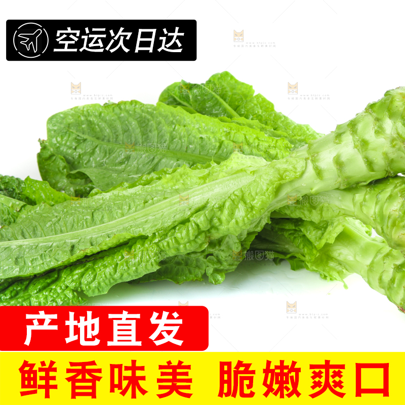 白底上的新鲜莴笋