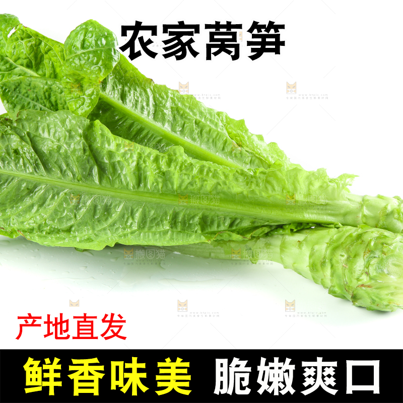 白底上的新鲜莴笋