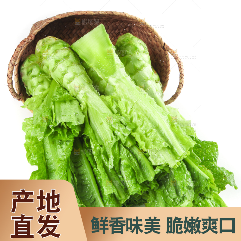 白底上的新鲜莴笋