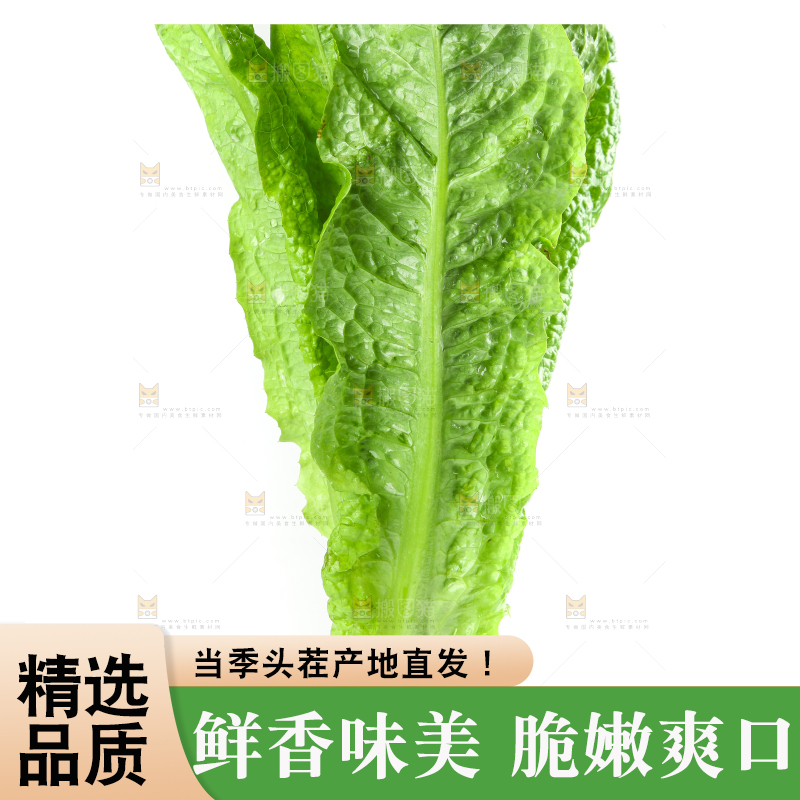 白底上的新鲜莴笋