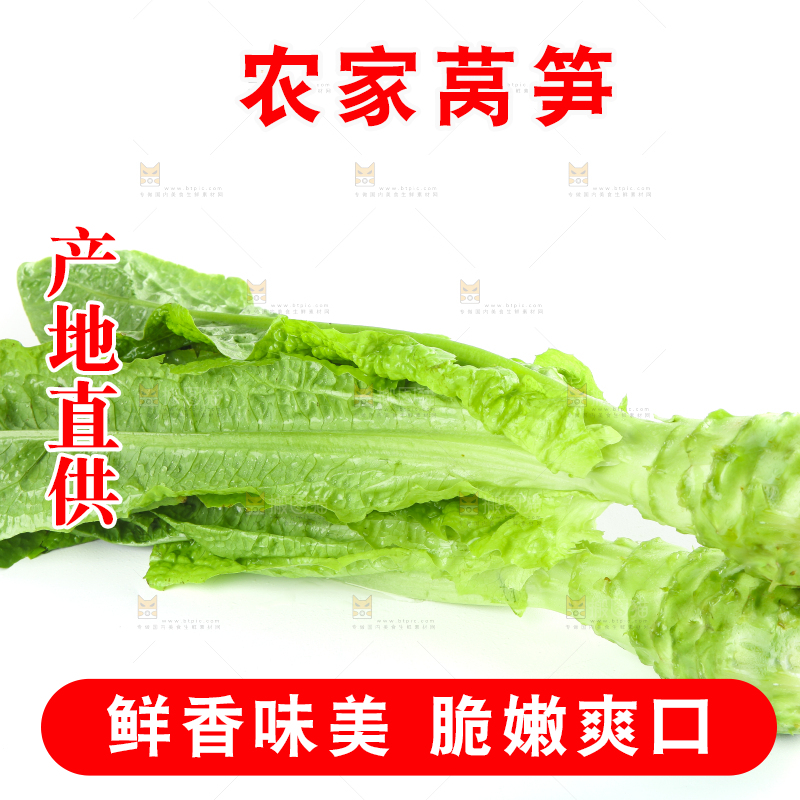 白底上的新鲜莴笋