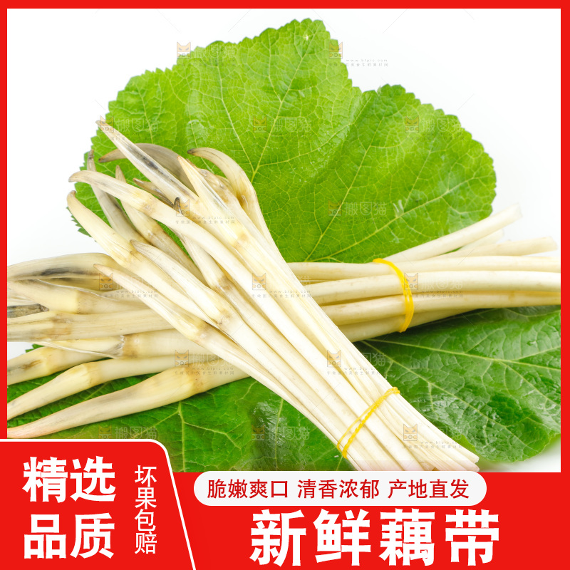 白底上的新鲜藕带