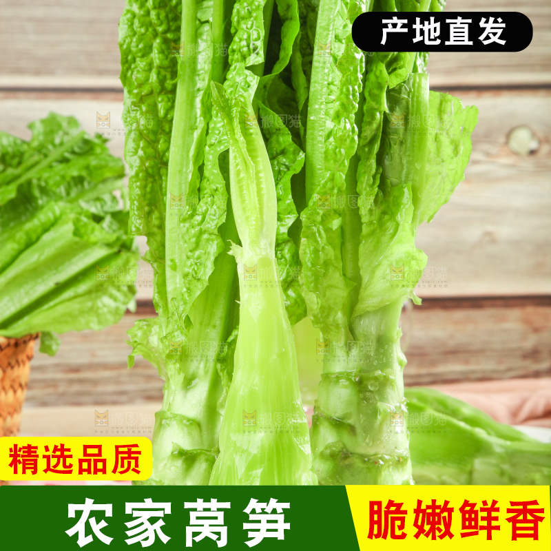 浅底上的莴笋