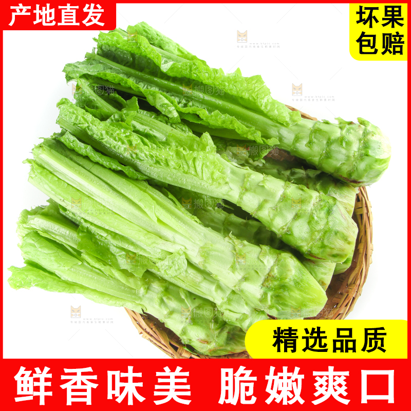 白底上的新鲜莴笋