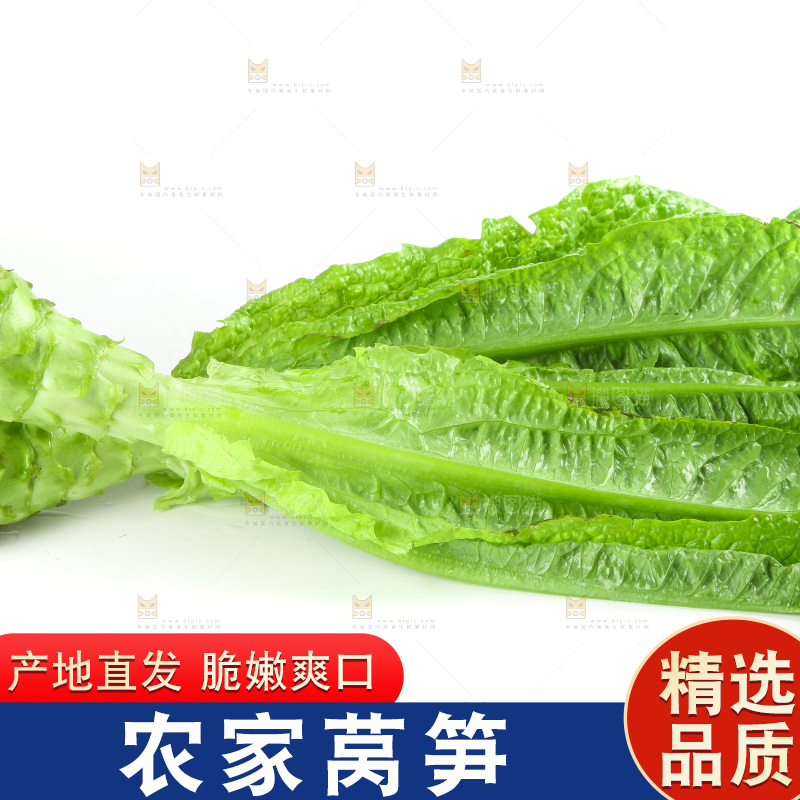 白底上的新鲜莴笋