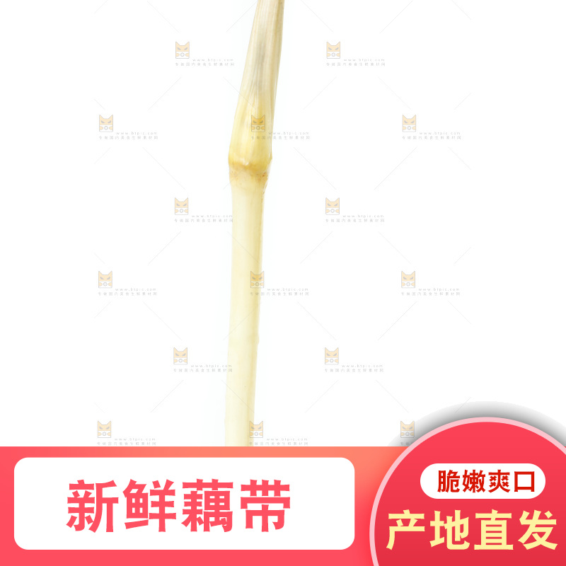 白底上的新鲜藕带