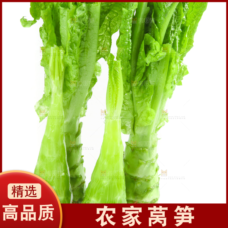 白底上的新鲜莴笋