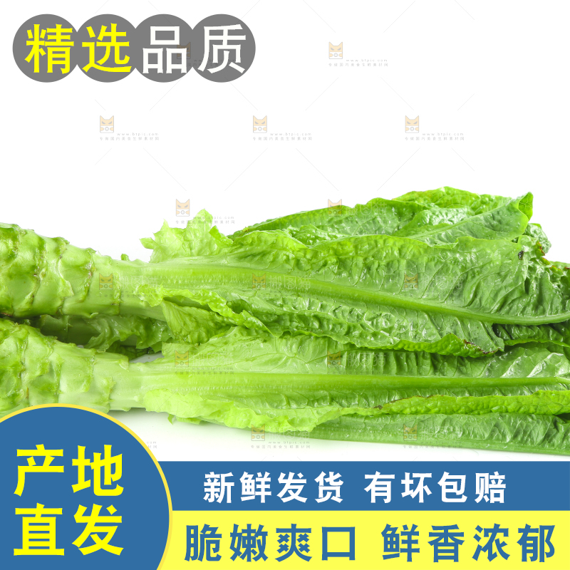 白底上的新鲜莴笋