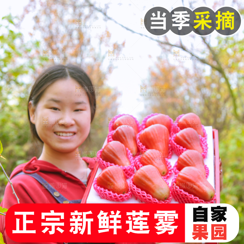 手里拿着黑金刚莲雾