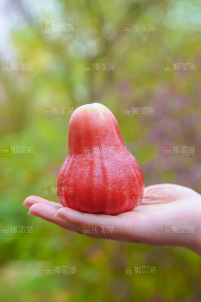 手里拿着黑金刚莲雾