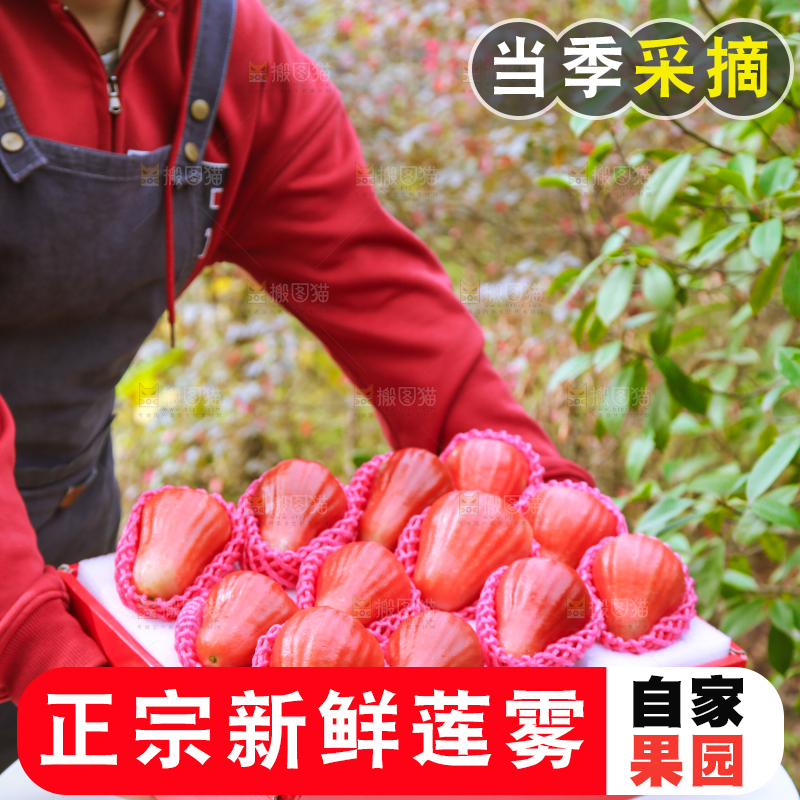 手里拿着黑金刚莲雾