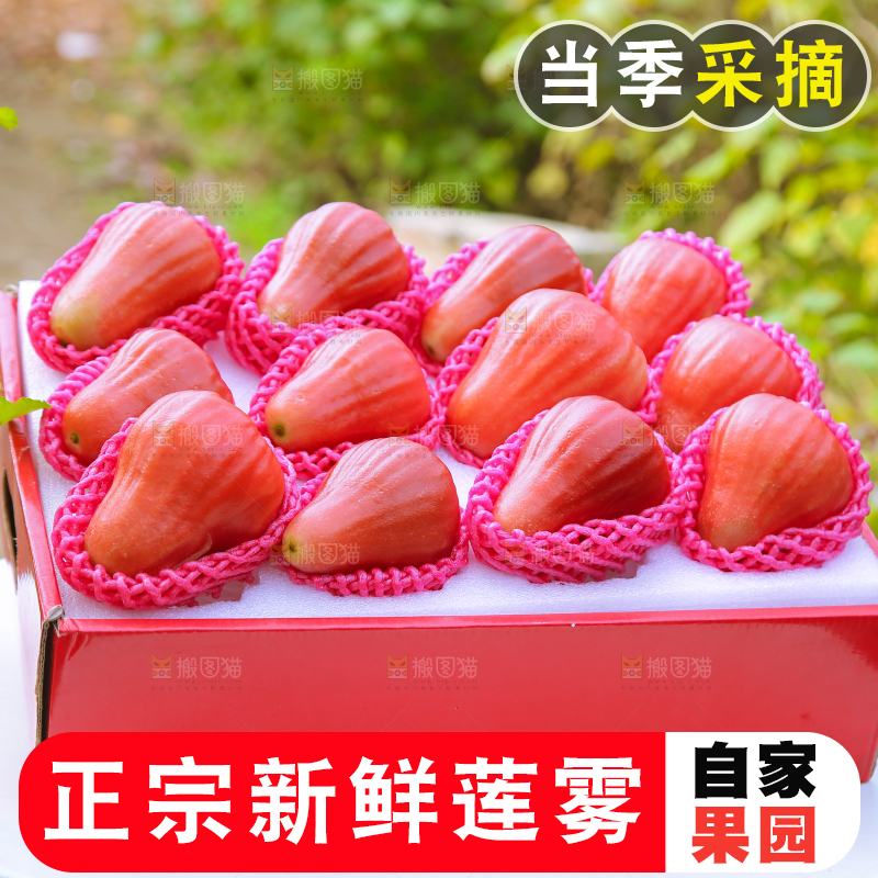 手里拿着黑金刚莲雾