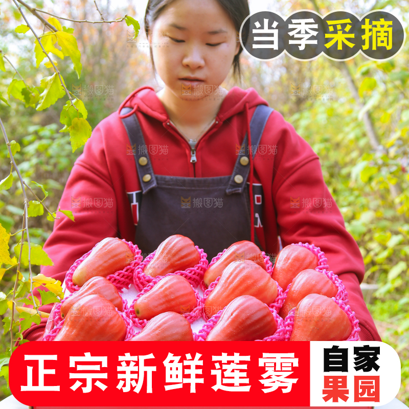 手里拿着黑金刚莲雾