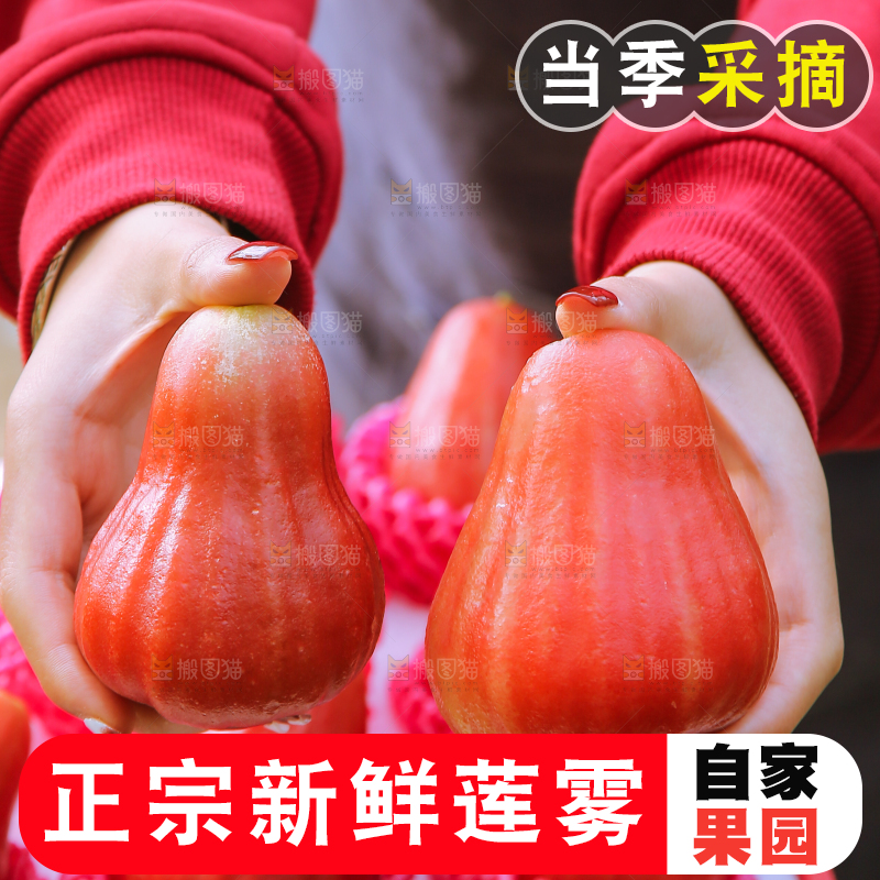 手里拿着黑金刚莲雾