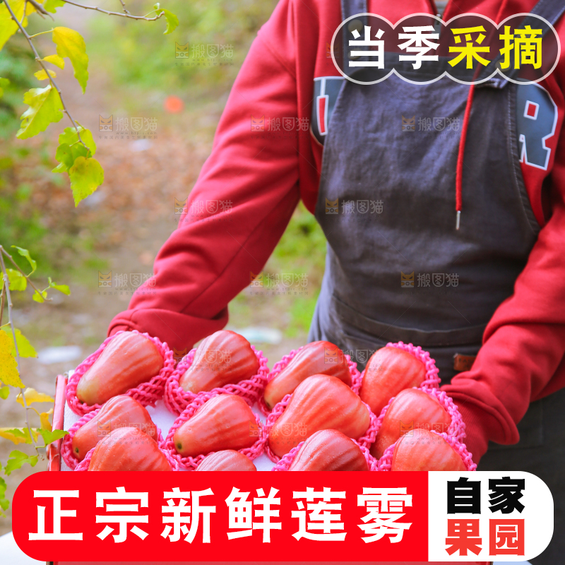 手里拿着黑金刚莲雾