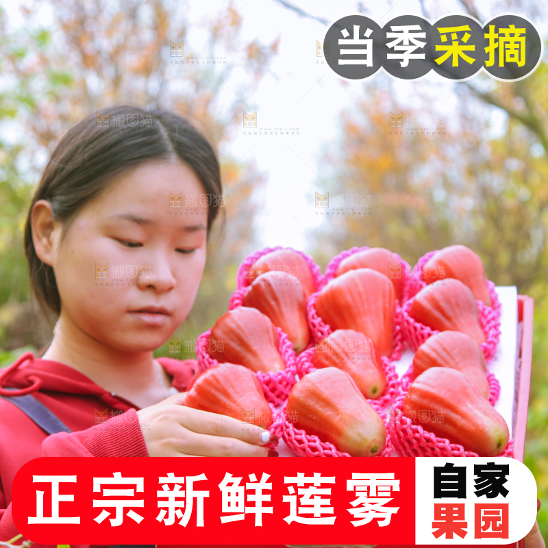 手里拿着黑金刚莲雾