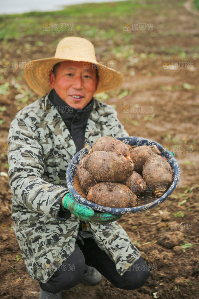 手里拿着荔浦芋头