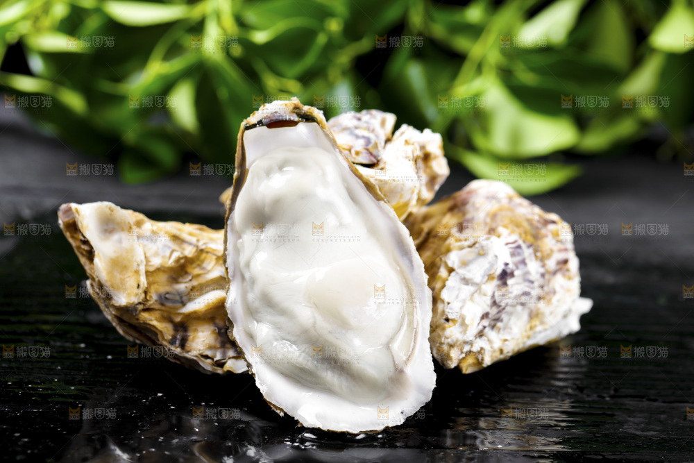 深底上的乳山生蚝
