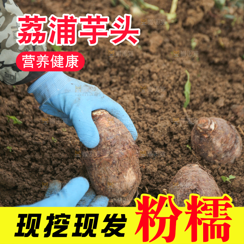 手里拿着荔浦芋头
