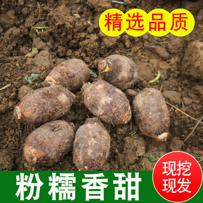 地里的荔浦芋头