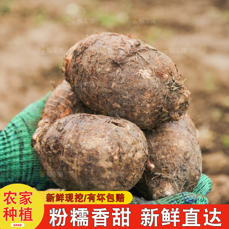 手里拿着荔浦芋头