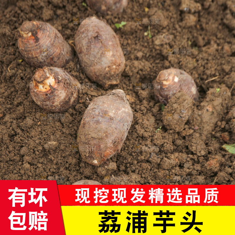 地里的荔浦芋头