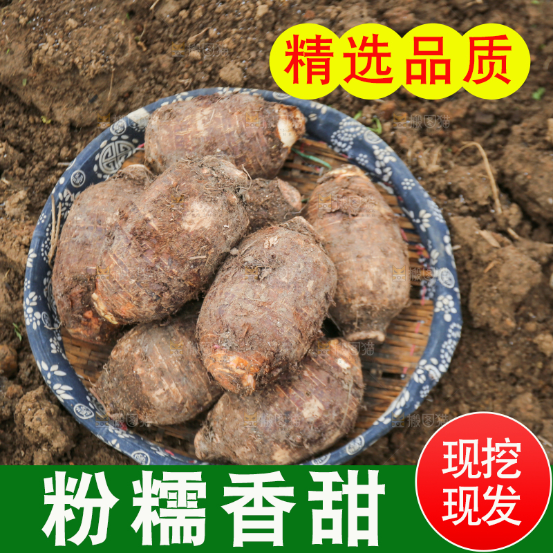 地里的荔浦芋头