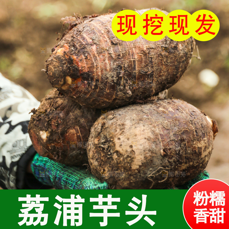 手里拿着荔浦芋头