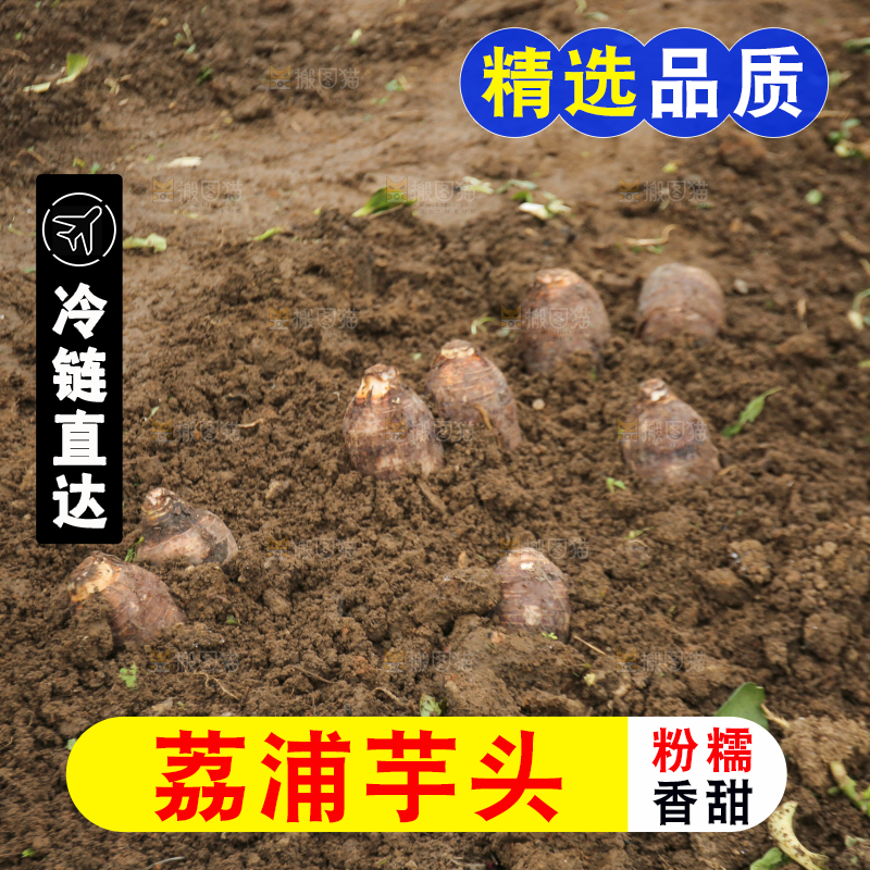 地里的荔浦芋头