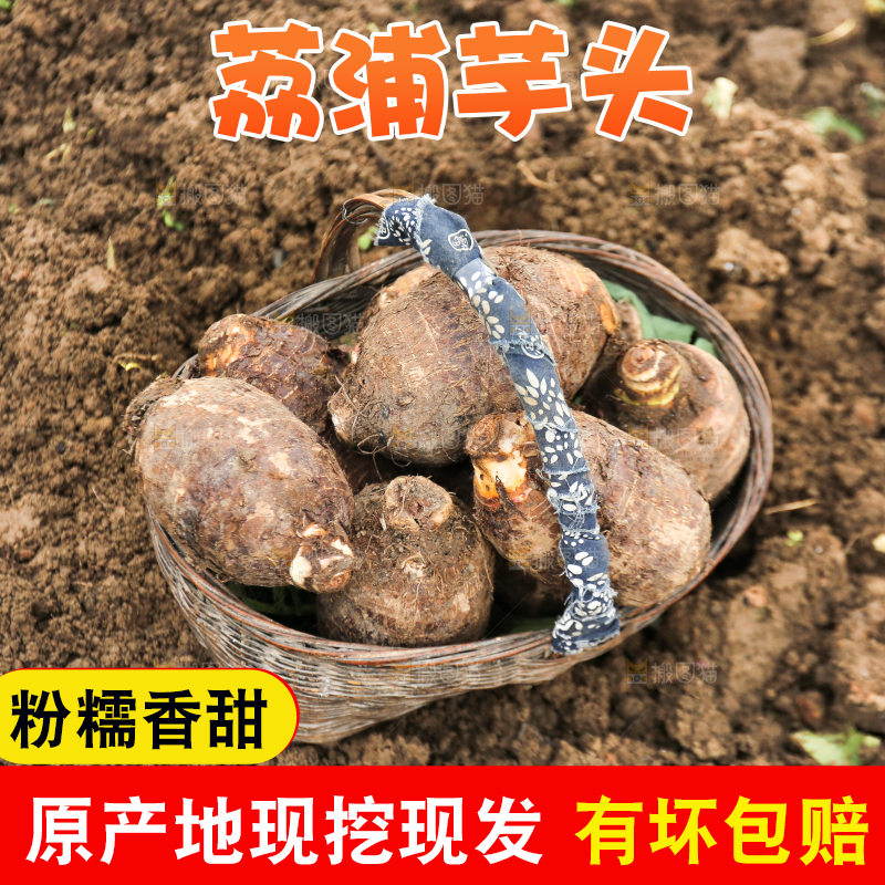 地里的荔浦芋头