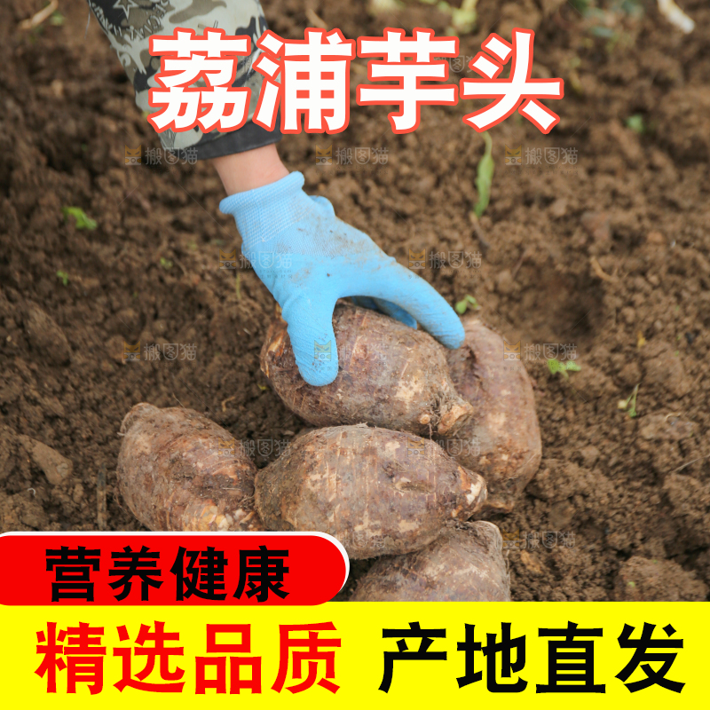 手里拿着荔浦芋头