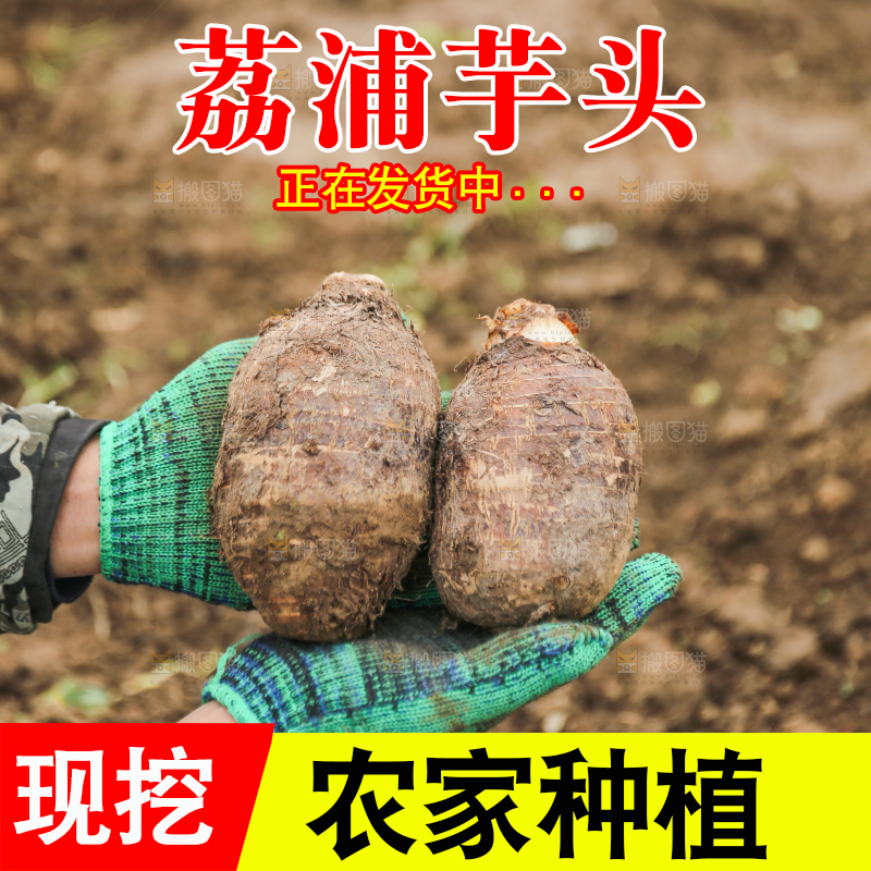 手里拿着荔浦芋头