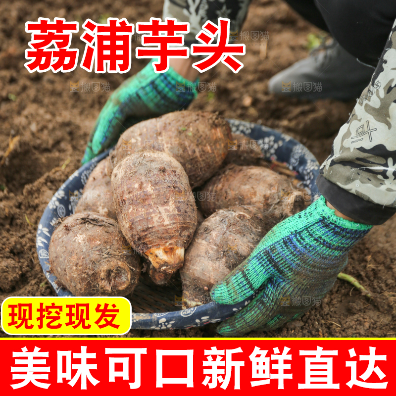 手里拿着荔浦芋头