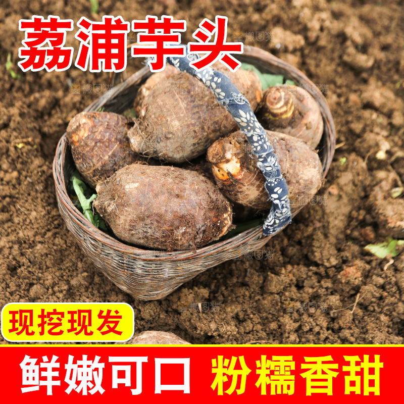地里的荔浦芋头