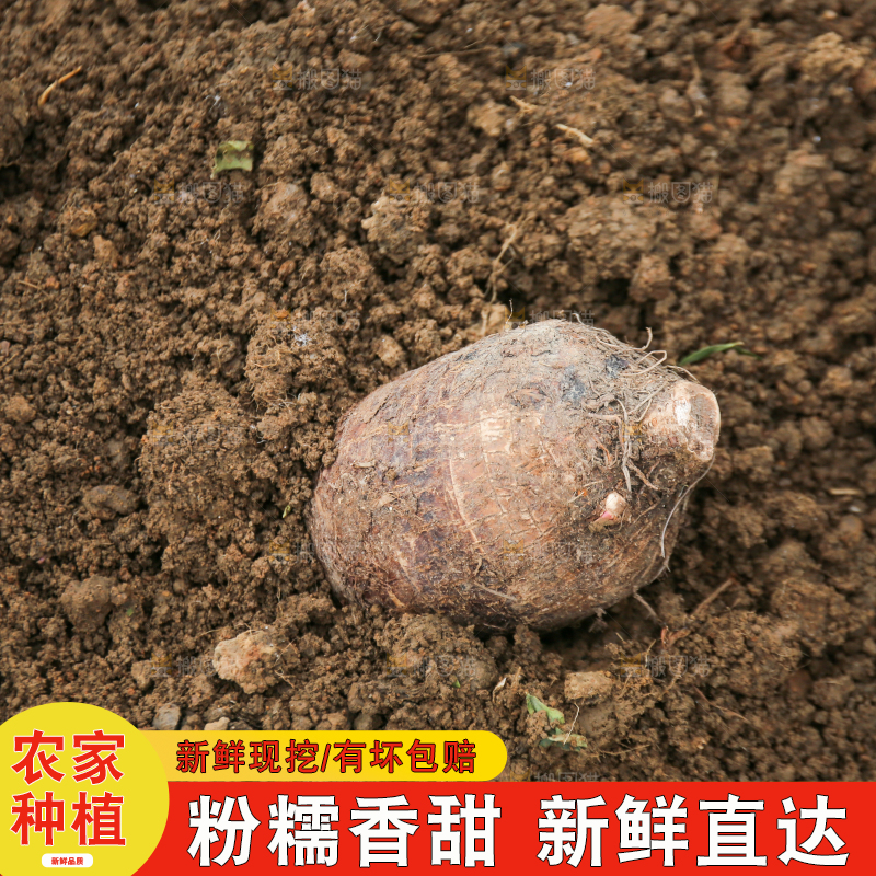 地里的荔浦芋头