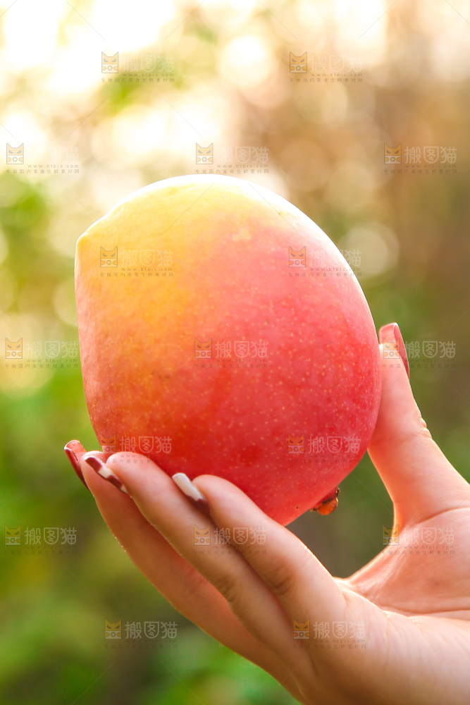 手里拿着新鲜澳芒