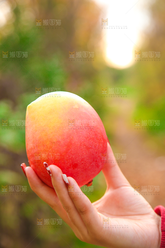 手里拿着新鲜澳芒