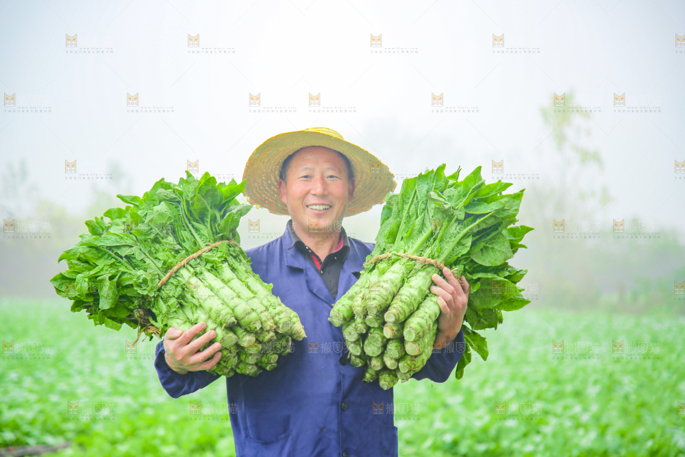 莴笋