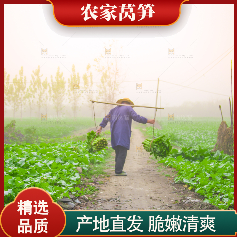 农民挑着现摘莴笋