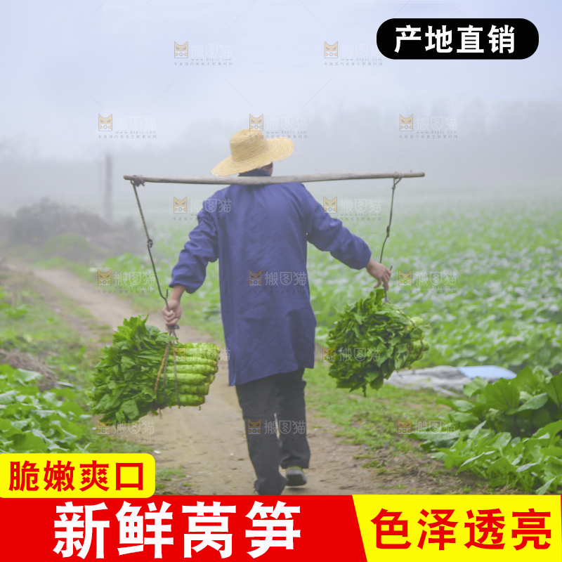 农民挑着现摘莴笋