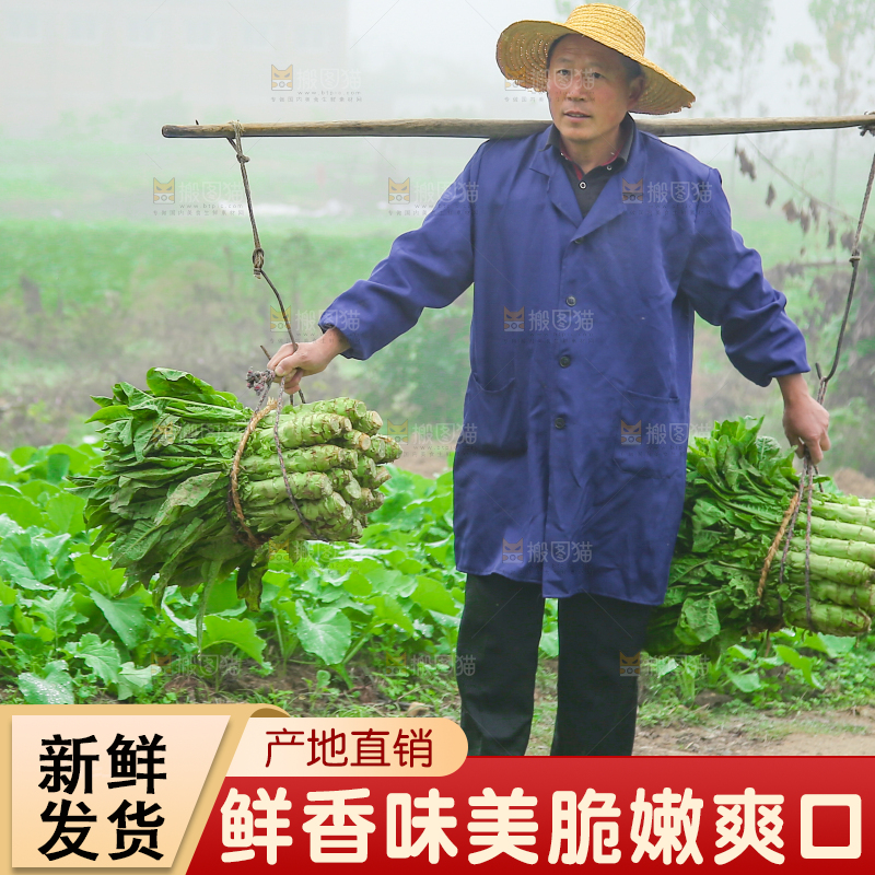 农民挑着现摘莴笋