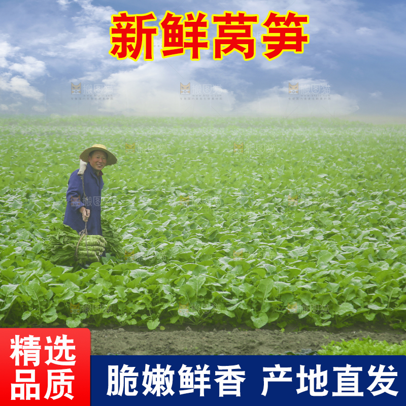 农民挑着现摘莴笋