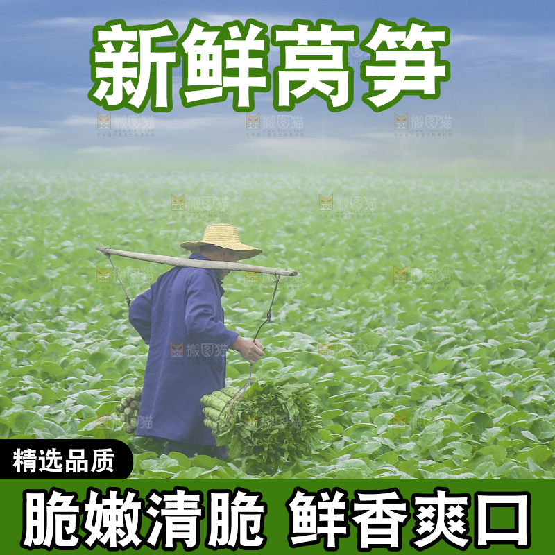 农民挑着现摘莴笋