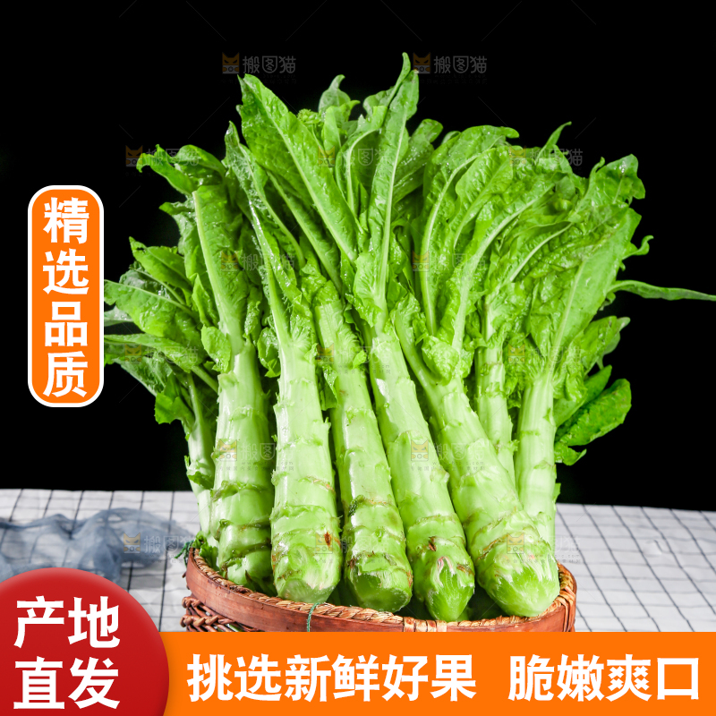 浅底上的莴笋