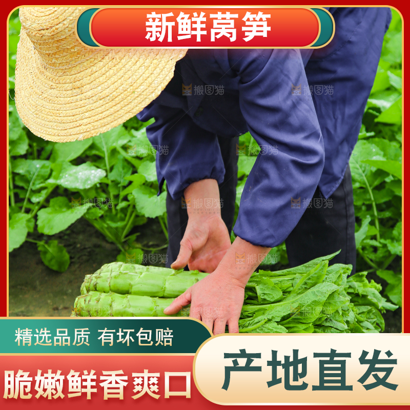 手里拿着新鲜莴笋