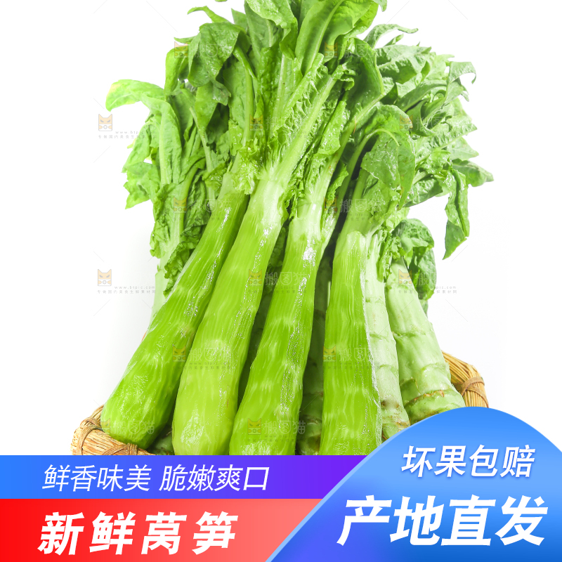 白底上的新鲜莴笋